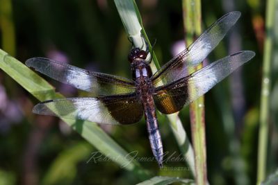 Widow Skimmer mature close 24.jpg