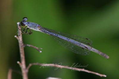 Tule Bluet Damselfly on branch 24.jpg