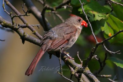 Cardinal female with berry 24.jpg