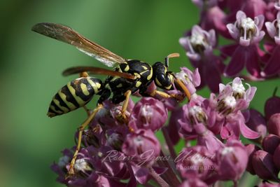 European Paper Wasp on milkweed 24.jpg