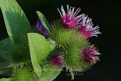 Greater Burdock 24.jpg
