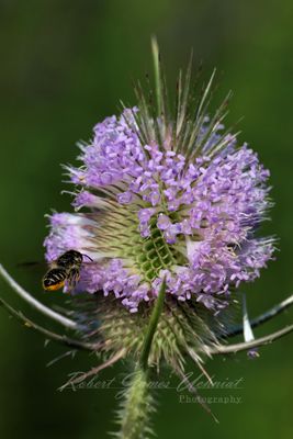 Mining Bee and Common Teasel 24.jpg