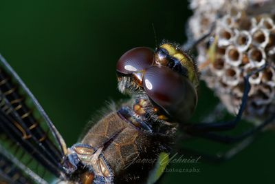 Twelve Spotted Skimmer portrait 24.jpg