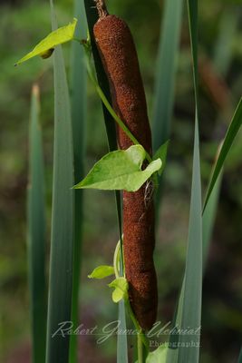 Vine on Cattail 24.jpg