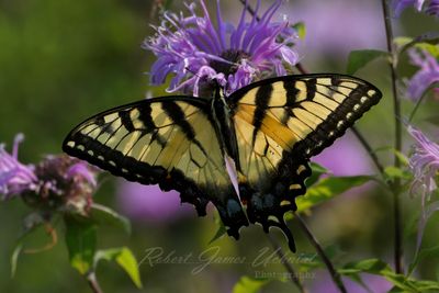Eastern Tiger Swallowtail on Bergamont 24.jpg