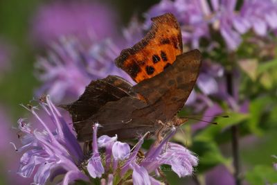 Question Mark Butterfly 24.jpg