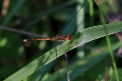 Autumn Meadowhawk on blade 24.jpg