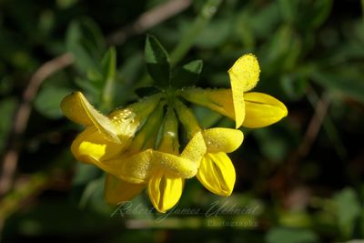 Birds Foot Trefoil 24.jpg