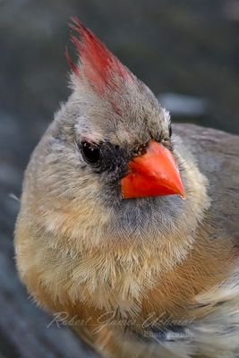 Cardinal female portriat 24.jpg