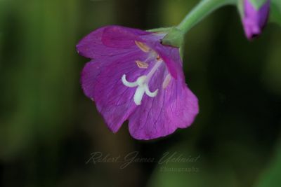 Hairy Willowherb 2 24.jpg