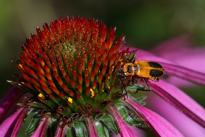 Purple Coneflower and Goldenrod Soldier Beetle 24.jpg