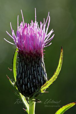 Swamp Thistle 24.jpg