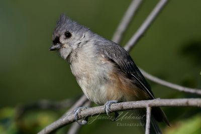 Tufted Titmouse close up 24.jpg