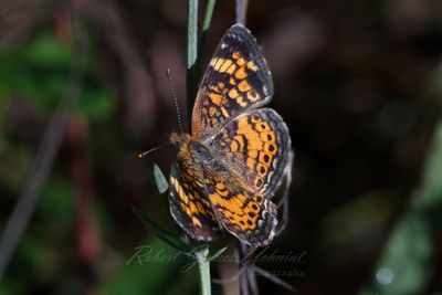 Pearl Cresent Butterfly 24.jpg