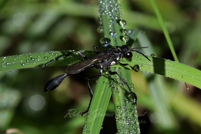 Thread Waisted Wasp 24.jpg