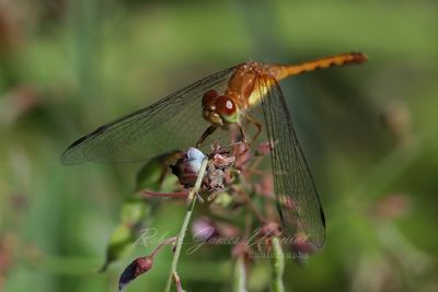 Autumn Meadowhawk on dry flower 24.jpg