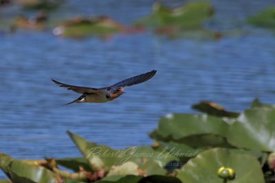 Barn Swallow in flight 24.jpg