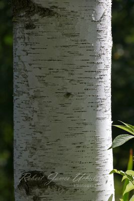 Birch Bark detail 24.jpg