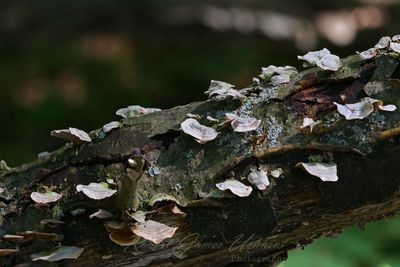 Bracket Fungi on log 24.jpg