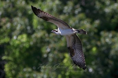 Osprey flight trees 2 24.jpg