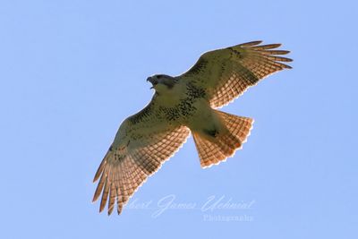 Red Tailed Hawk Backlit 2 24.jpg