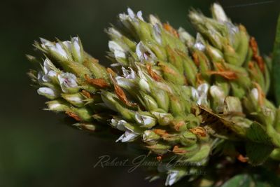 Roundhead Bushclover 24.jpg