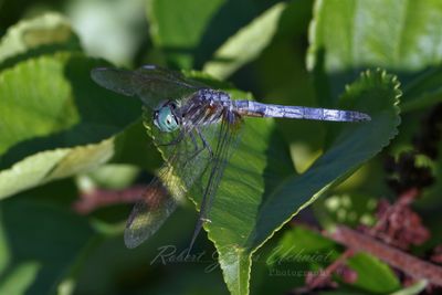 Blue Dasher male on leaf 24.jpg