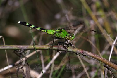 Eastern Pondhawk on twig 24.jpg