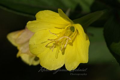 Evening Primrose 24.jpg