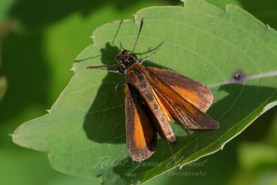 Least Skipper on leaf 24.jpg
