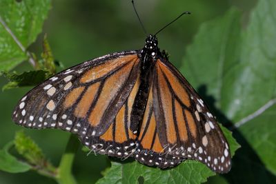 Monarch on leaf 24.jpg