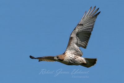 Red Tailed Hawk Juvenile in flight 24.jpg