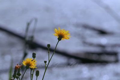 Sowthistle and marsh 24.jpg