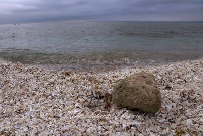 Lake Rock and Zebra Mussels 24.jpg