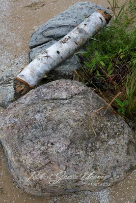 Lake Rocks and Birch log 24.jpg