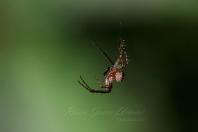European Garden Spider 24.jpg