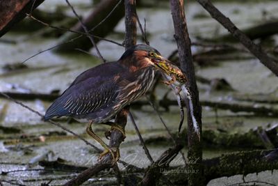 Green Heron with Frog 24.jpg