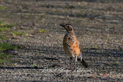 Robin Juvenile 24.jpg