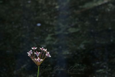 Flowering Rushs and dark pond 24.jpg