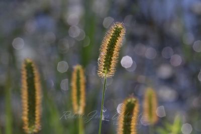 Foxtail Grass backlit 24.jpg