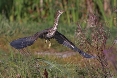 Green Heron Takeoff 24.jpg