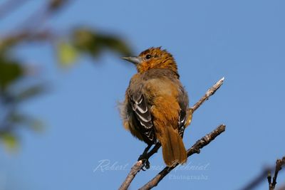 Baltimore Oriole female on twig 3 24.jpg