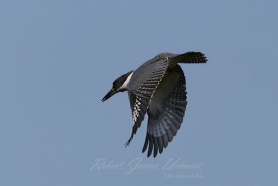 Belted Kingfisher flight 24.jpg