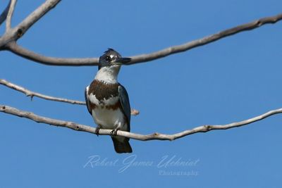 Belted Kingfisher in tree 24.jpg