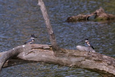 Belted Kingfisher pair 2 24.jpg