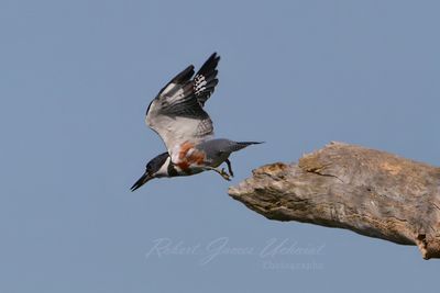 Belted Kingfisher takeoff 24.jpg