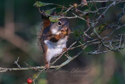 Chipmunk eating a berry 2.jpg