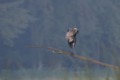 Great Blue Heron and haze 24.jpg