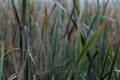 Web and dew 24.jpg