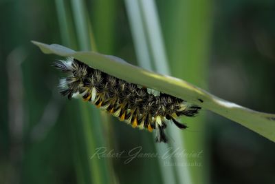 Hickory Tussock Caterpillar under leaf 24.jpg